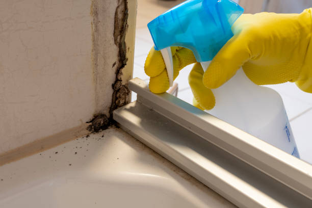 Best Preventive Mold Services in Weaver, AL